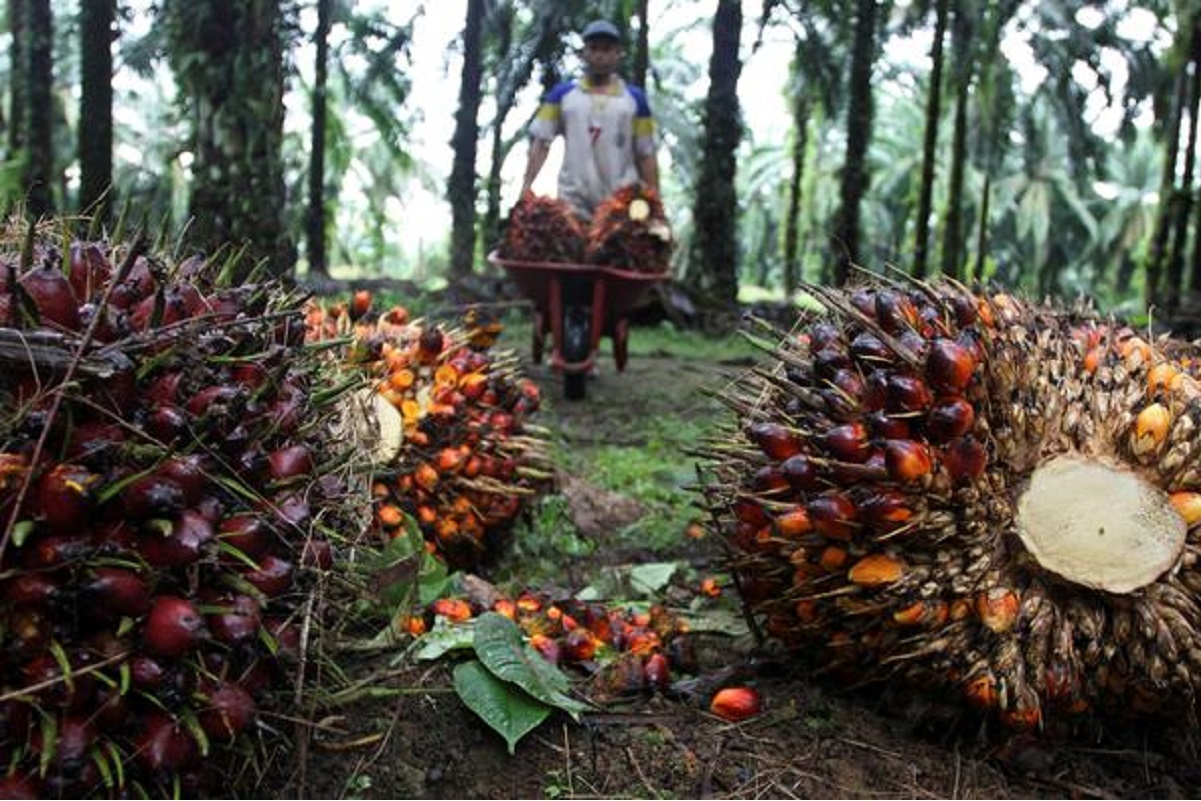 Palm oil purchases by India to soar as users shun pricey rivals