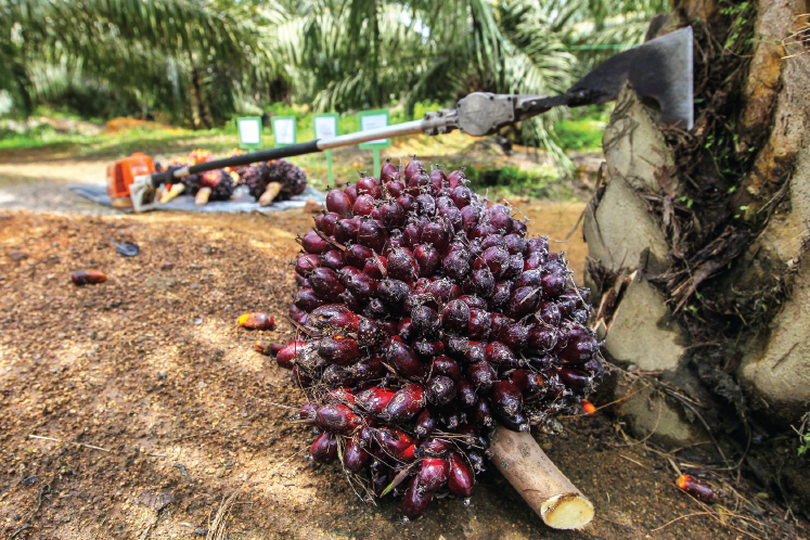 Malaysia, China sign palm oil purchase deals worth US$891 mil