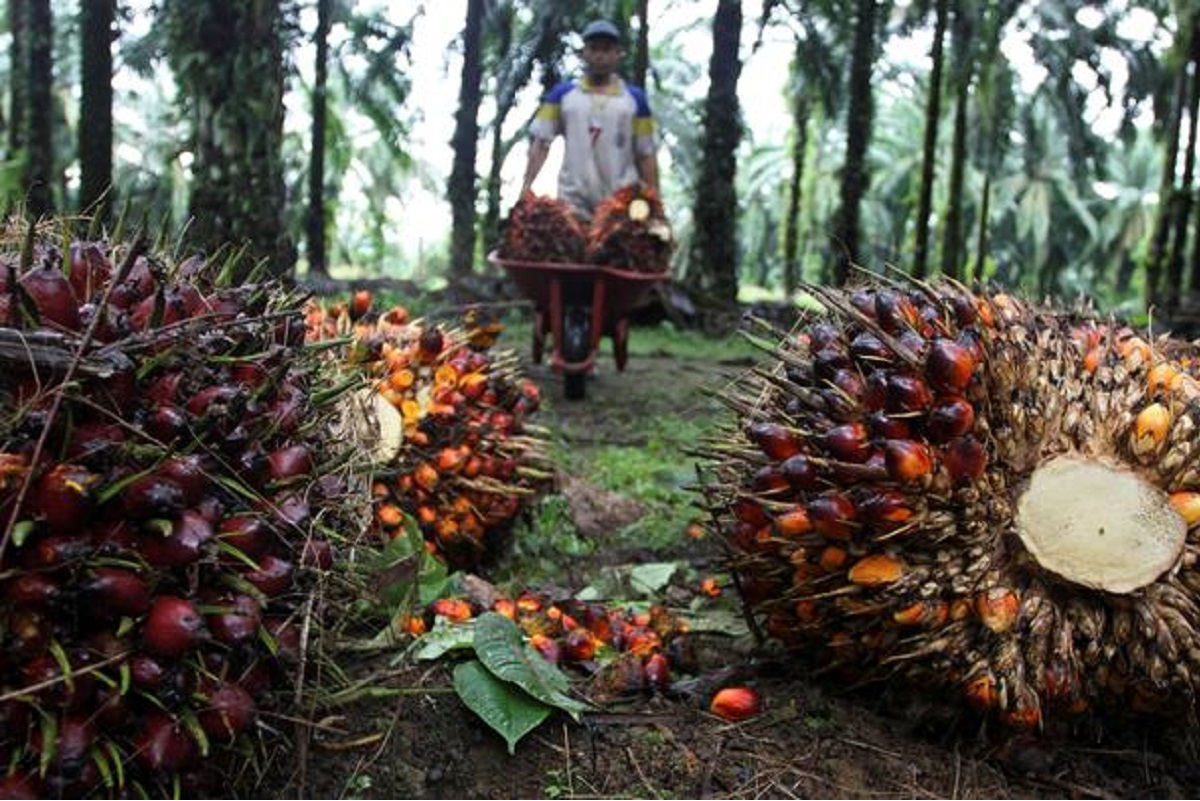 Palm recovers after five days on stronger soyoil, export data optimism