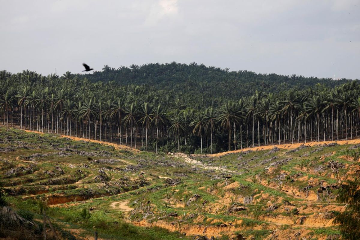 Malaysian Forestry Policy 2020 adopted at National Land Council Meeting
