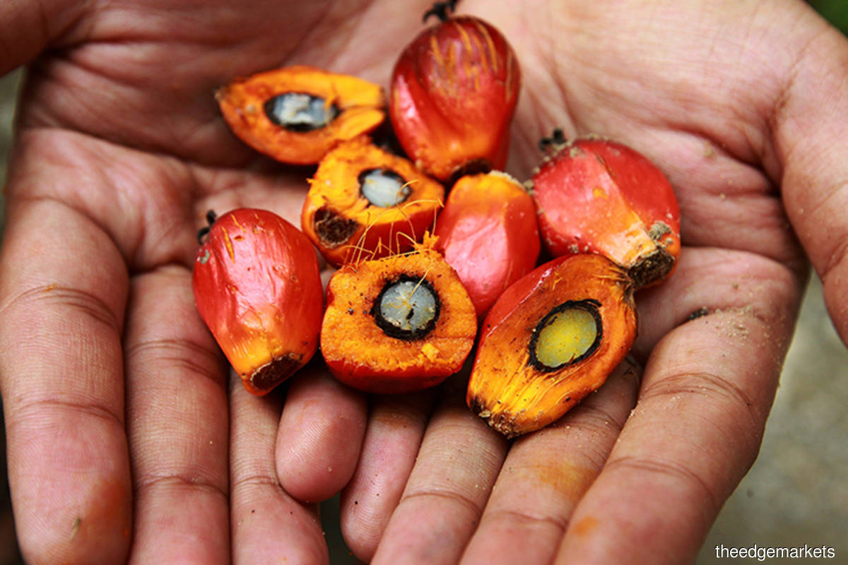 Moderate recovery seen for Malaysia's palm oil exports in 2021 — MPOC