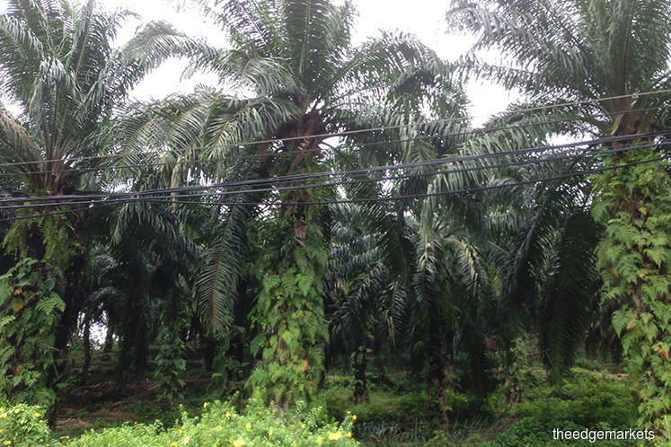 Drier climate experienced in parts of Indonesian estates, planter says