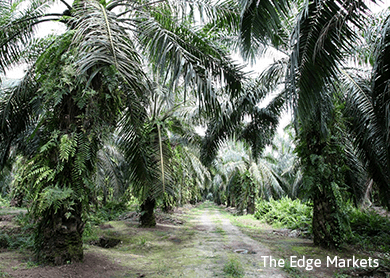 Palm oil drops 1.9 pct as soyoil, crude tumble