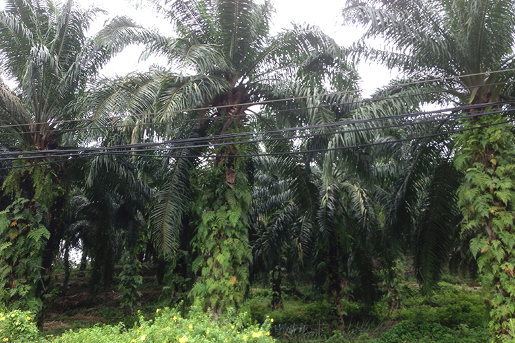 Additional closure of Sabah palm oil estates and mills a 