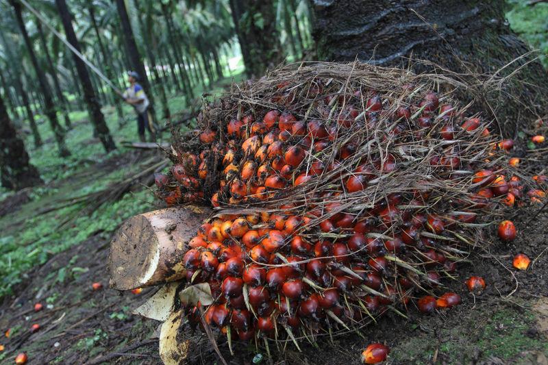 Malaysia's Sept 1 - 10 palm oil exports rise 69.5 pct - AmSpec Agri