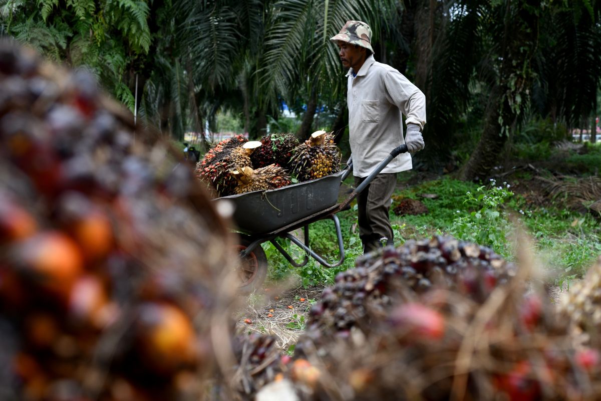 Opimis scheme helps to ease oil palm plantations' labour woes — MPOB