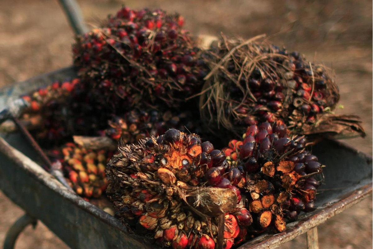 Indonesia to cut maximum palm oil export tax and levy to a combined US$488 per tonne, says trade minister