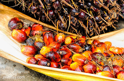 Malaysia Jan 1-25 palm oil exports up 9.3% m/m - ITS