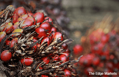 Palm oil sales from top grower dropping first time since ’08 