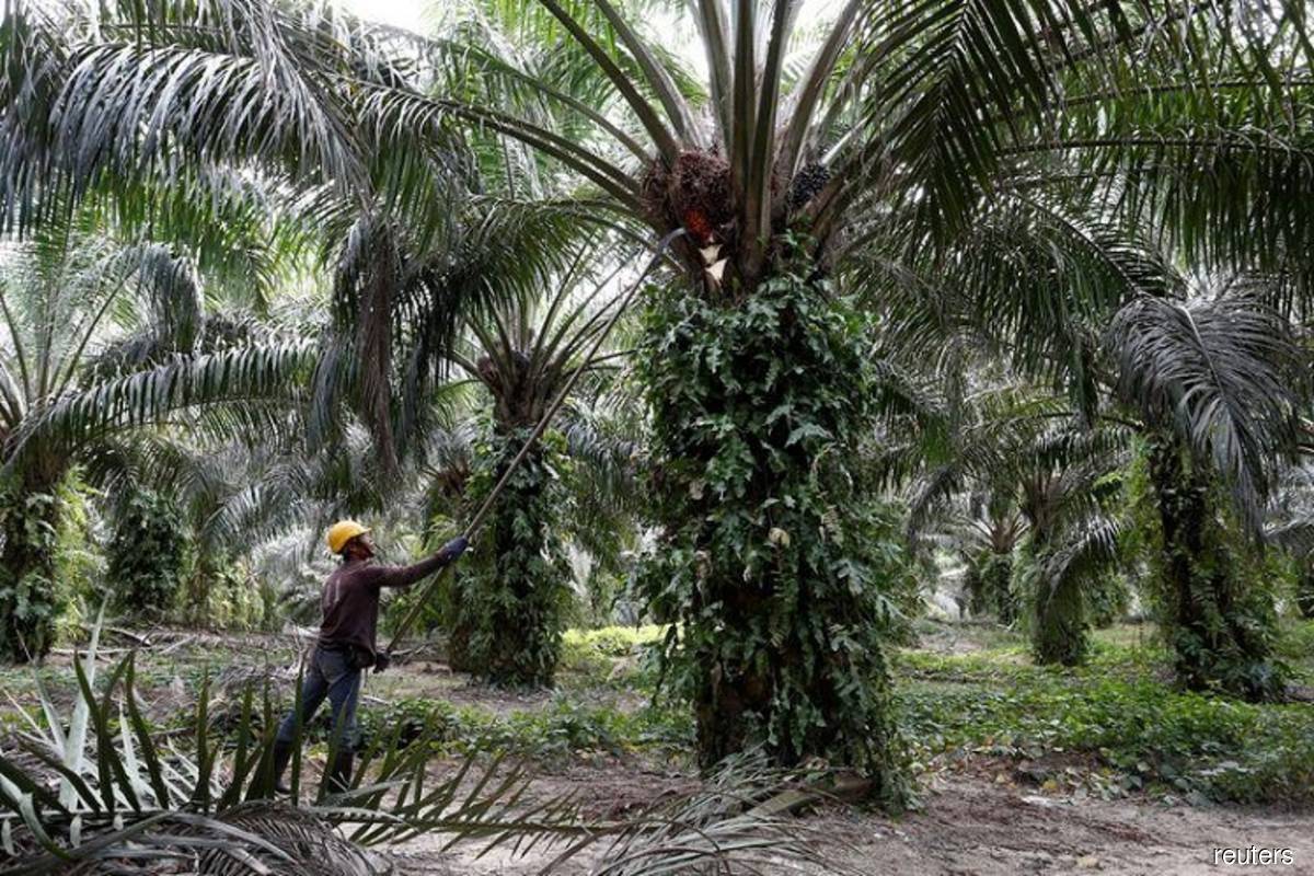 Plantation industry suffers RM10.46 bil loss in five months due to lack of workers