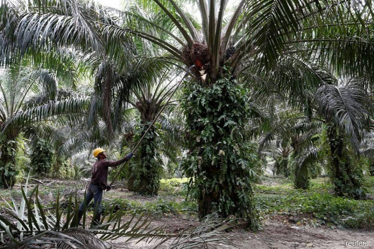 Malaysian palm oil industry has a long-term plan to address EU regulation