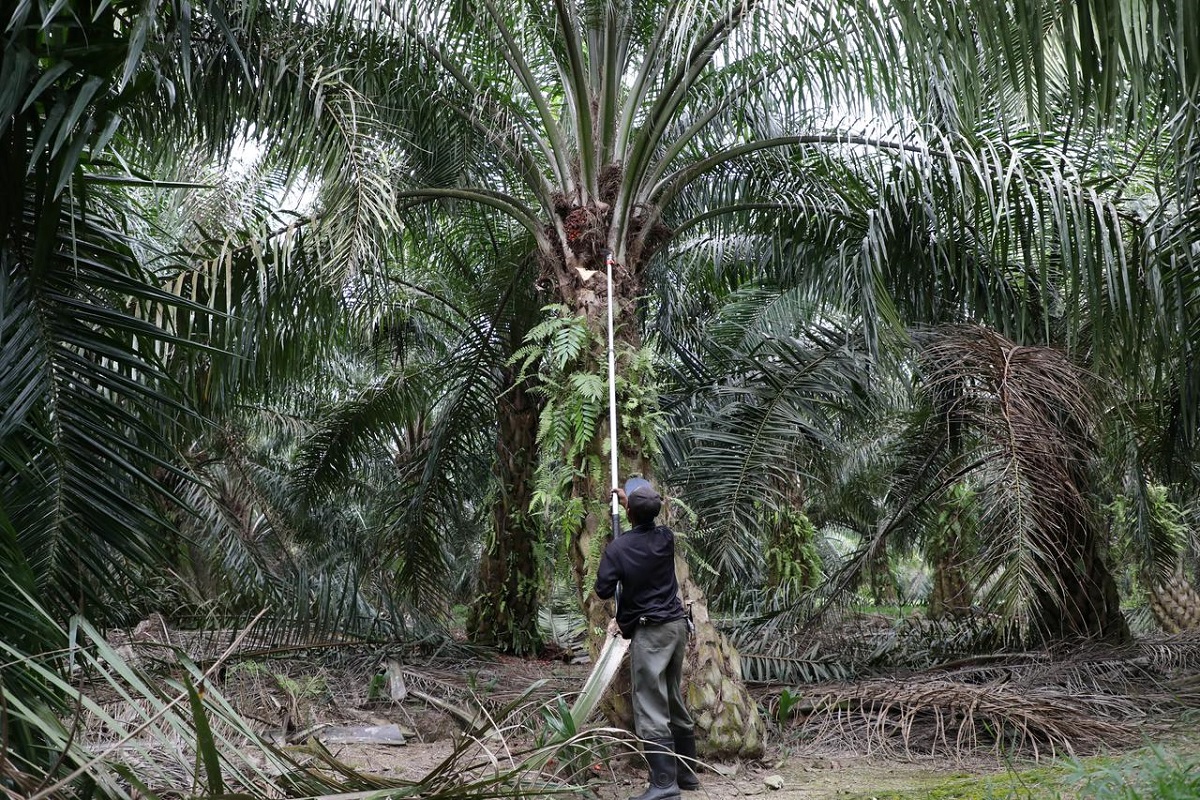 Indonesia, Malaysia eye joint campaign in Europe to counter palm oil critics