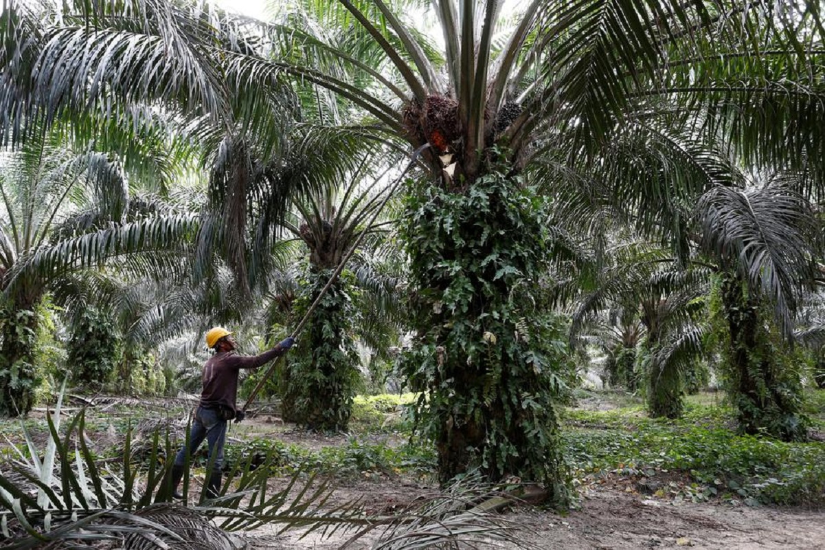 Chinese financial institutions gave US$5.1b in funding from 2013-2020 to Chinese companies in palm oil value chain — report