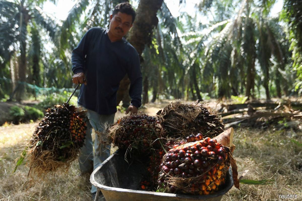 马来西亚将接收第一批印尼棕榈油业工人 – The Edge Markets MY