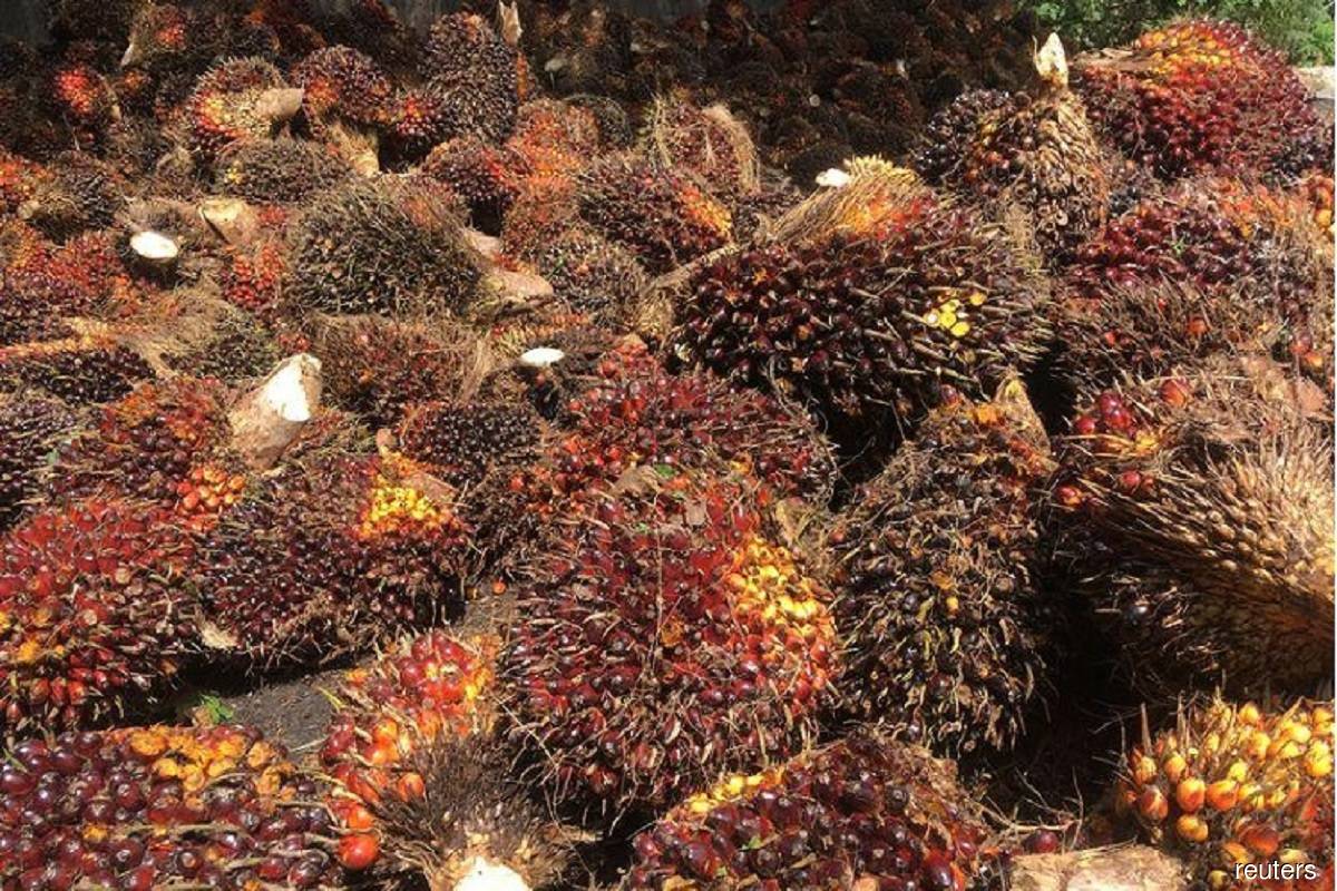 Top palm oil buyer India's Jan imports fall to six-month low, dealers say