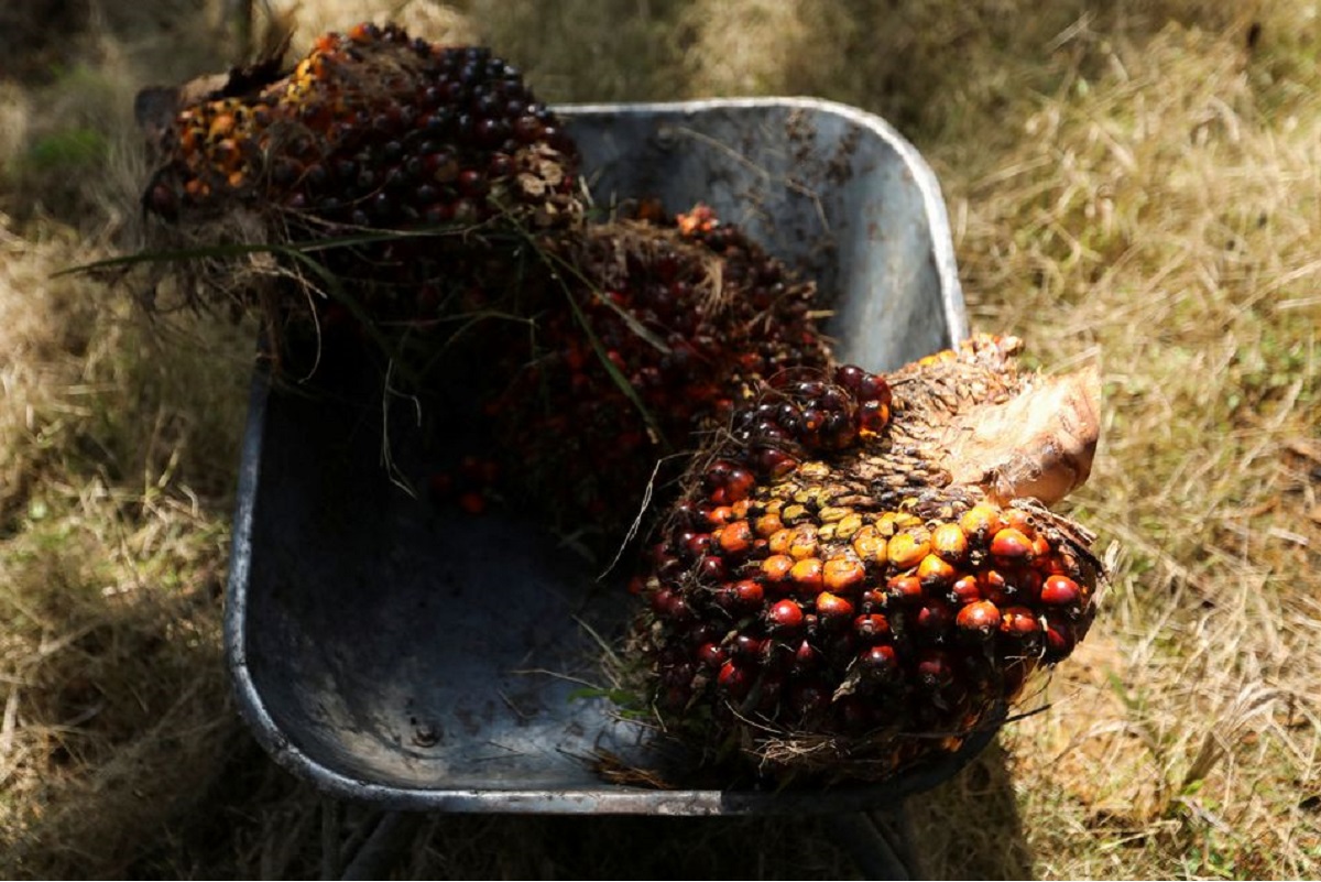 Indonesia launches scheme to speed up palm oil exports