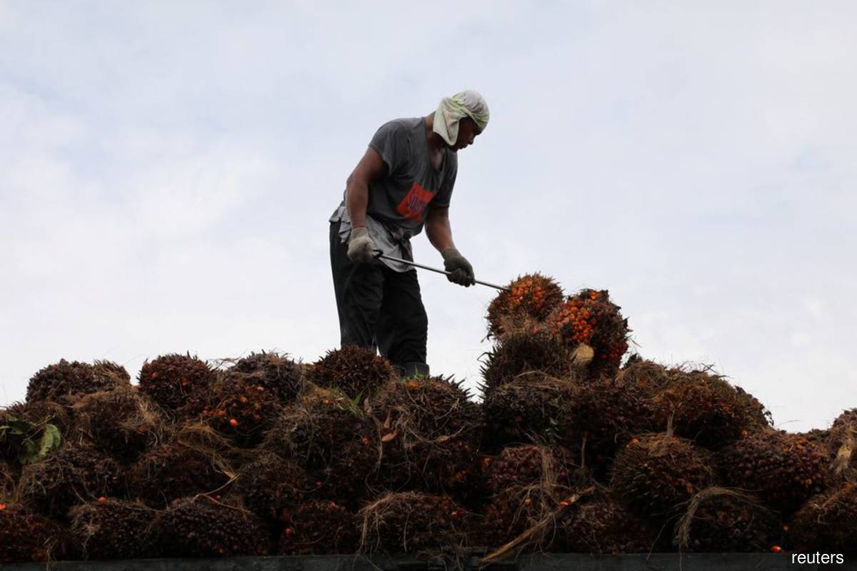 Malaysia's Jan 2022 palm oil inventory unexpectedly fell as export drop outpaced output decline