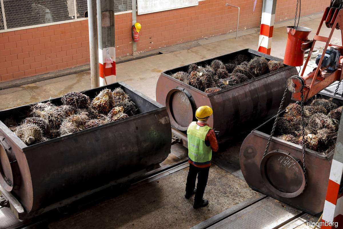 Shares in top Indonesian palm oil companies tumble after export ban