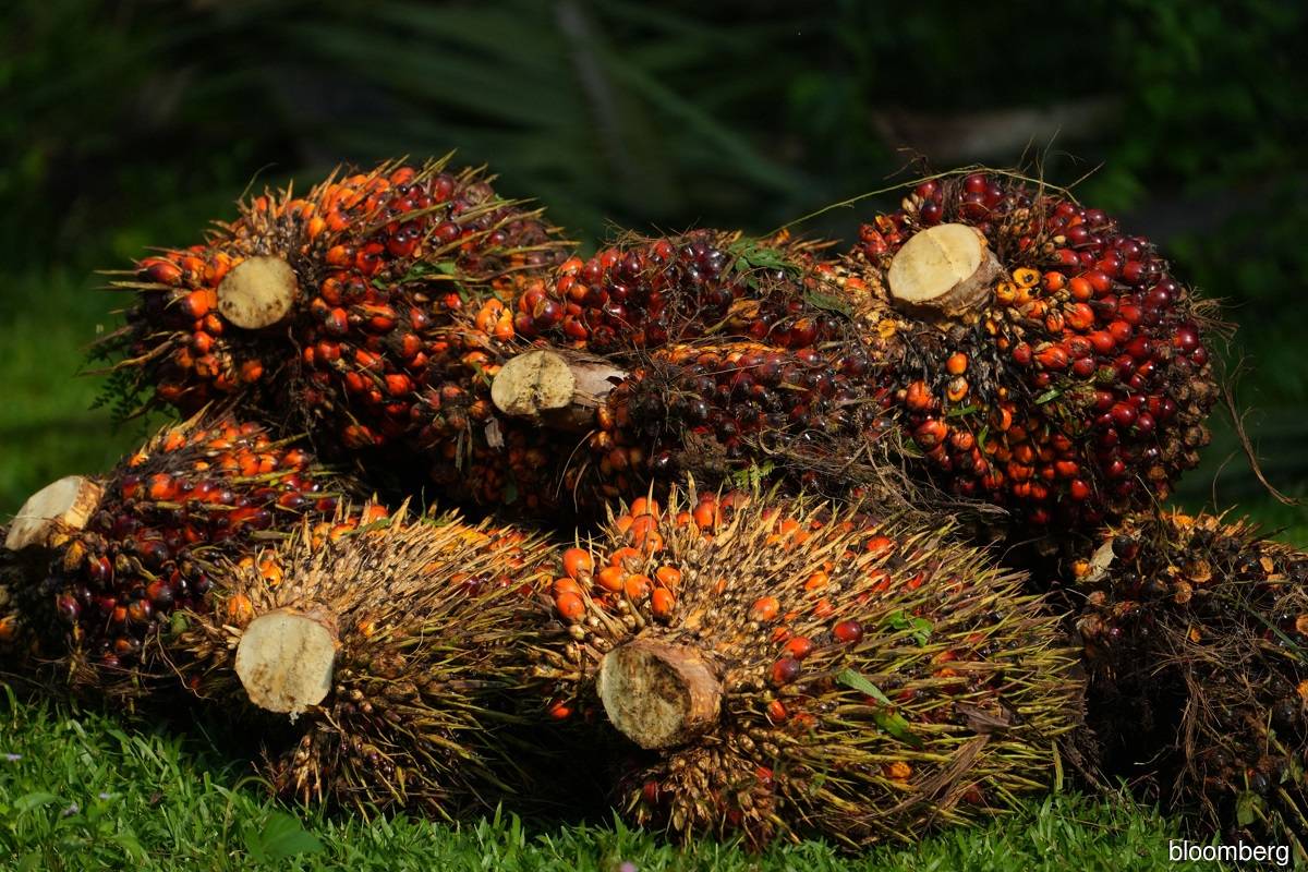 Palm oil set to plunge 20% by September, top analyst predicts