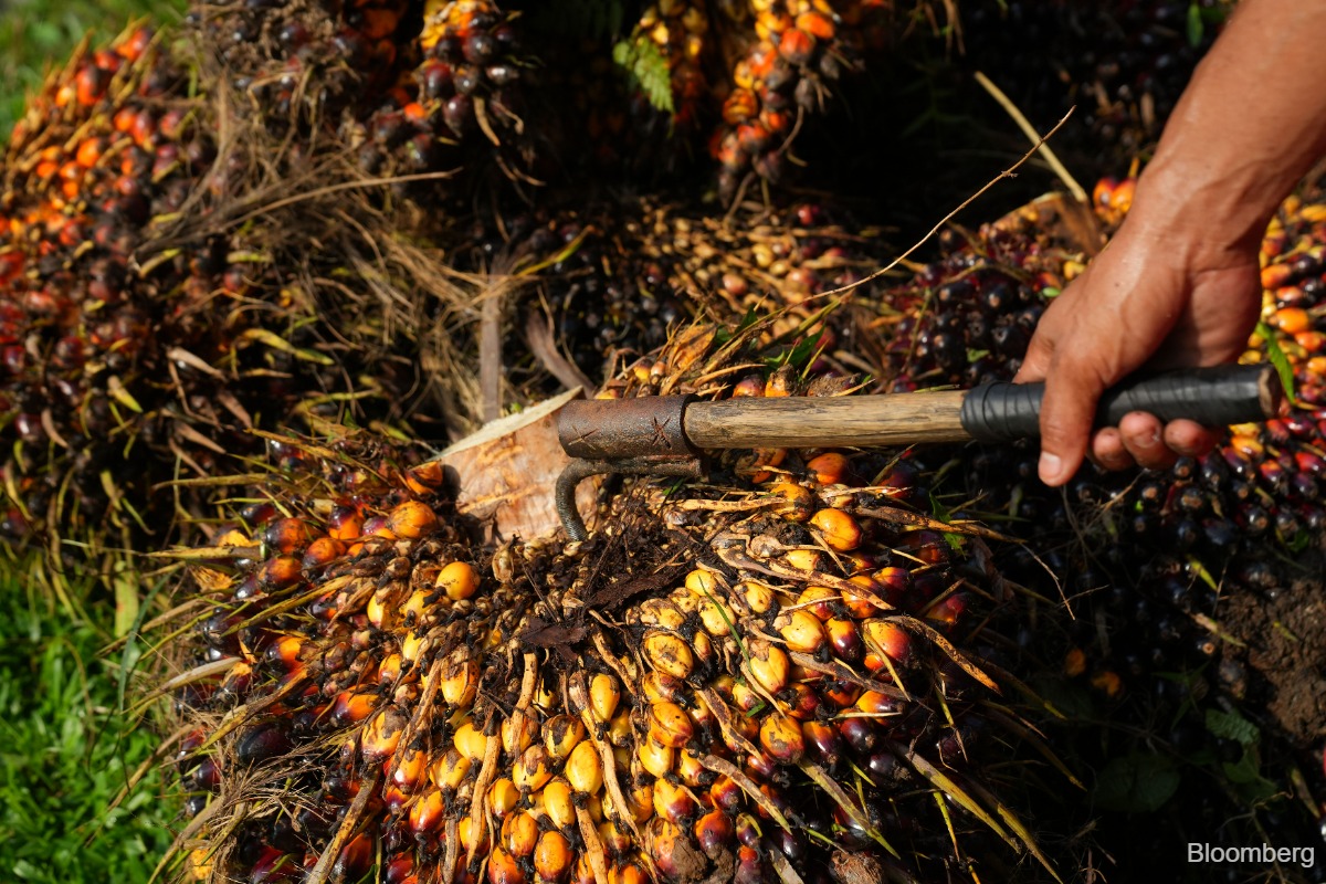 MOF reviewing proposal to suspend crude palm oil taxes as stockpiles ...