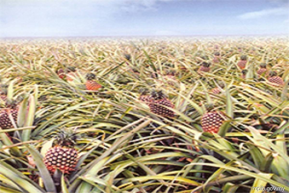 Mpib Seeks More Participation In Md2 Pineapple Farming The Edge Markets