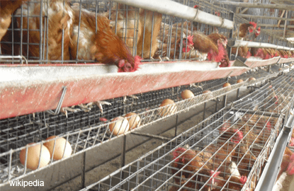 Poultry farmers face spectre of high feed cost