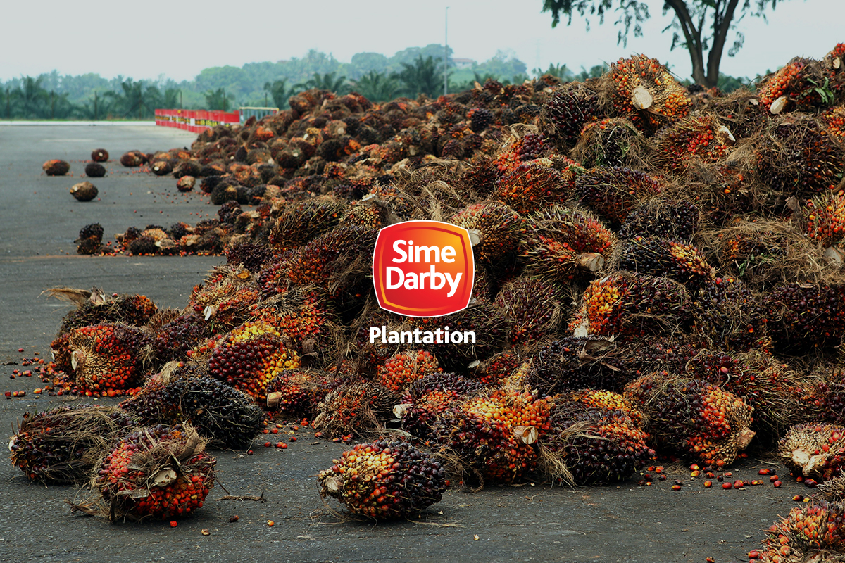 RSPO probes US ban on Sime Darby Plantation palm oil, claims no red flags from earlier audit