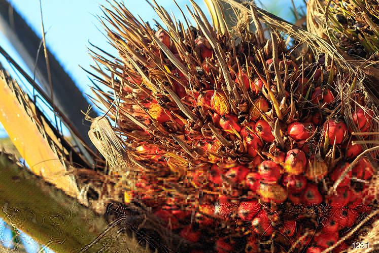 Malaysia's March 1-10 palm oil exports fall 12.1% from Feb — AmSpec Malaysia