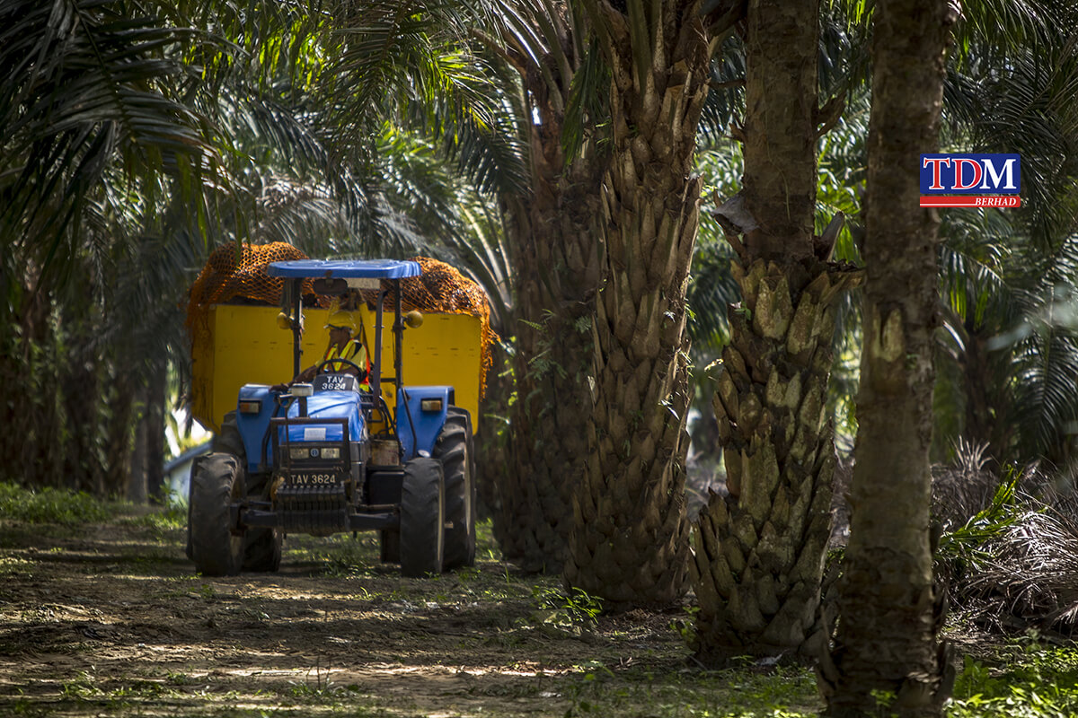 TDM leaps into 3Q profit on higher plantation income