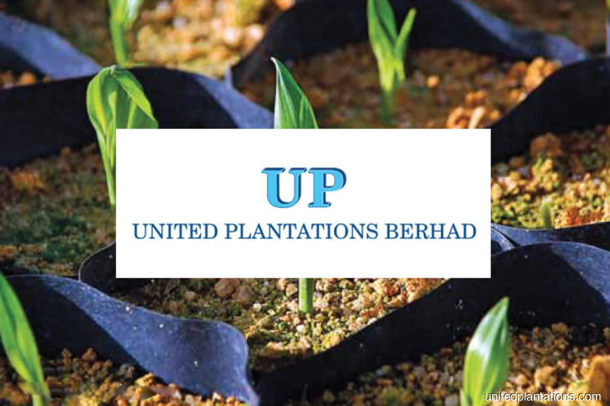 United Plantations 2Q earnings up 36% amid strong palm oil prices