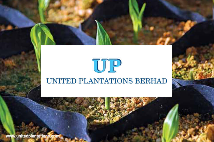 United Plantations 1Q17 net profit up 30%  The Edge Markets