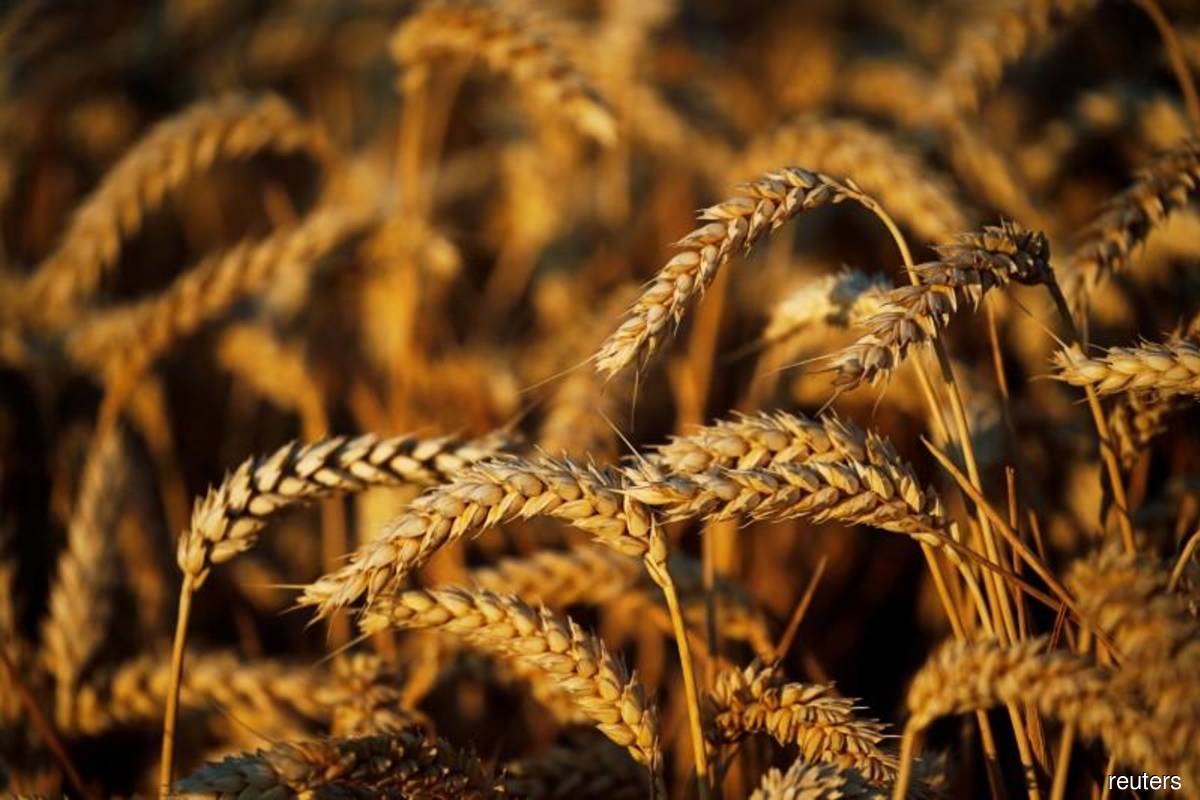 Malaysia mulls option to source wheat from Turkiye