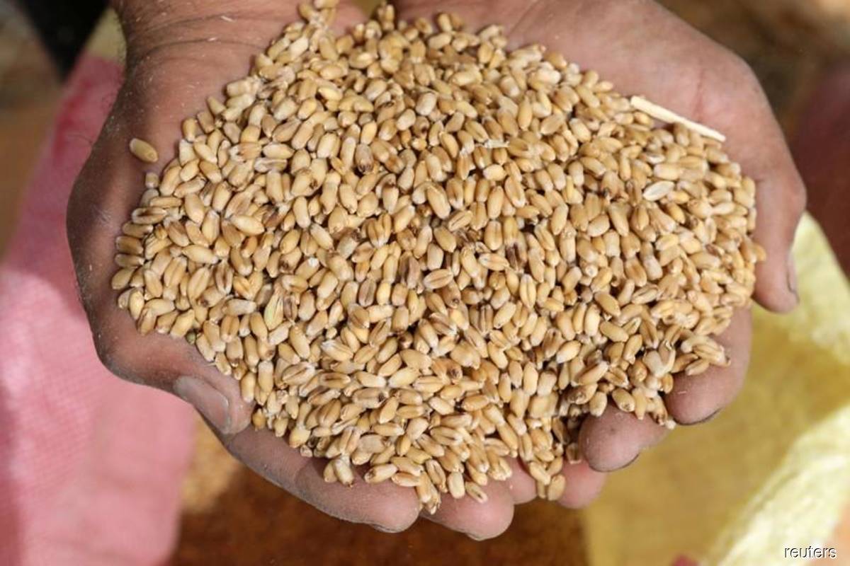 Wheat prices jump as India export ban adds to supply squeeze
