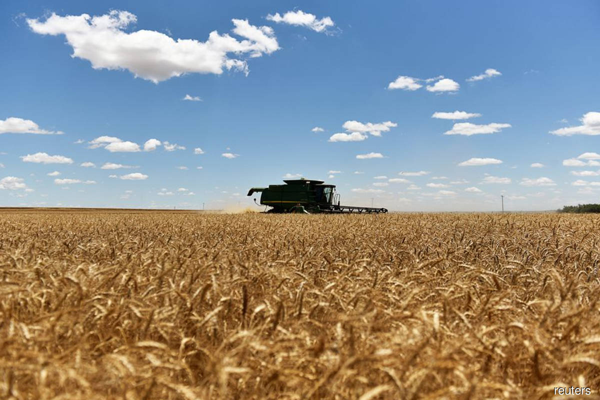 Wheat drops 1.5% on Ukrainian supply hopes; soybeans ease
