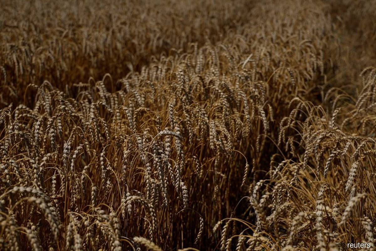 Wheat field is seen in the village of Zhurivka, as Russia's attack on Ukraine continues, Ukraine July 23, 2022. 